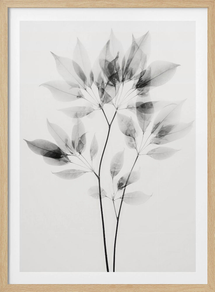 Transparent Leaves | Poster
