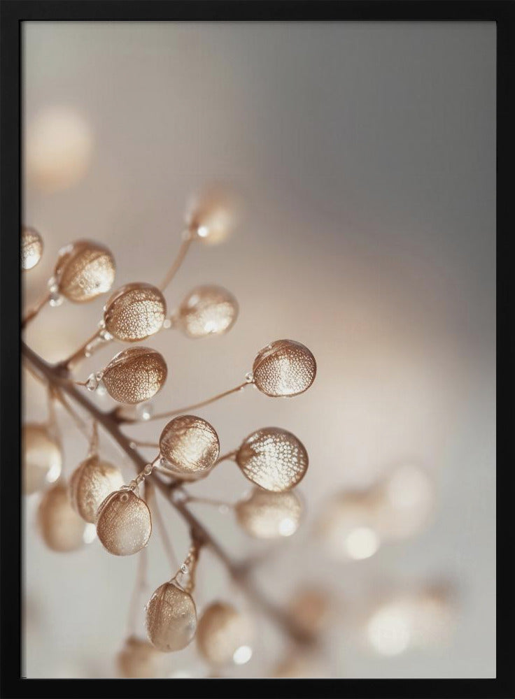 Goldene Tautropfen | Poster