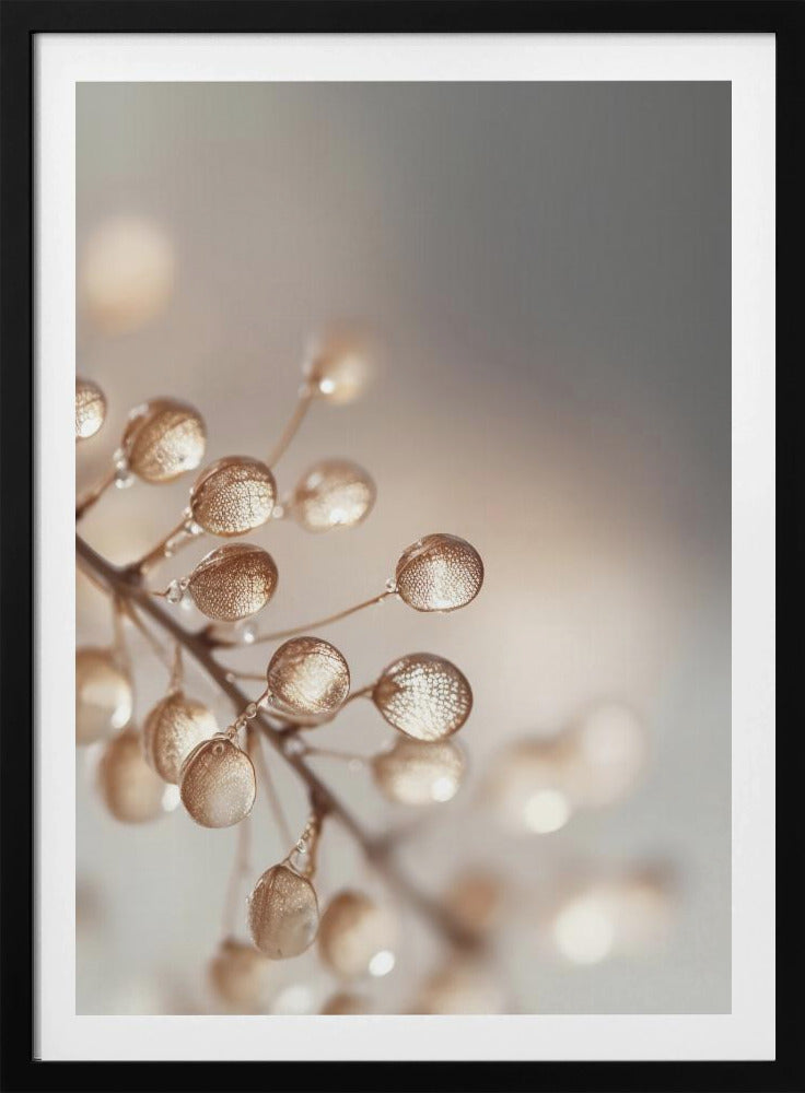 Goldene Tautropfen | Poster