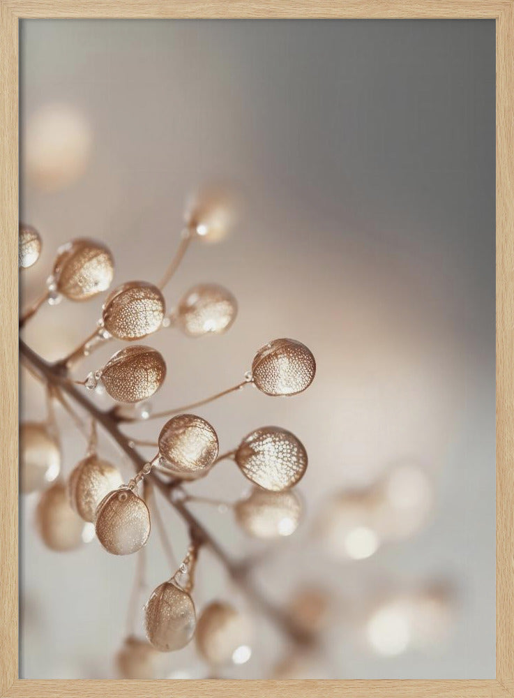 Goldene Tautropfen | Poster