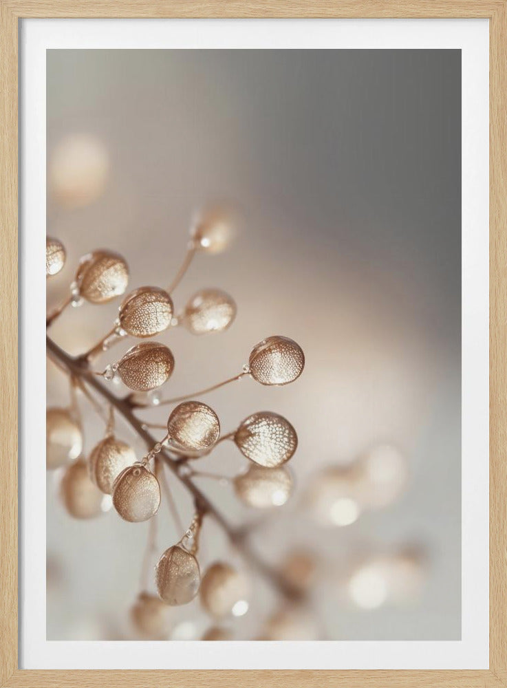 Goldene Tautropfen | Poster