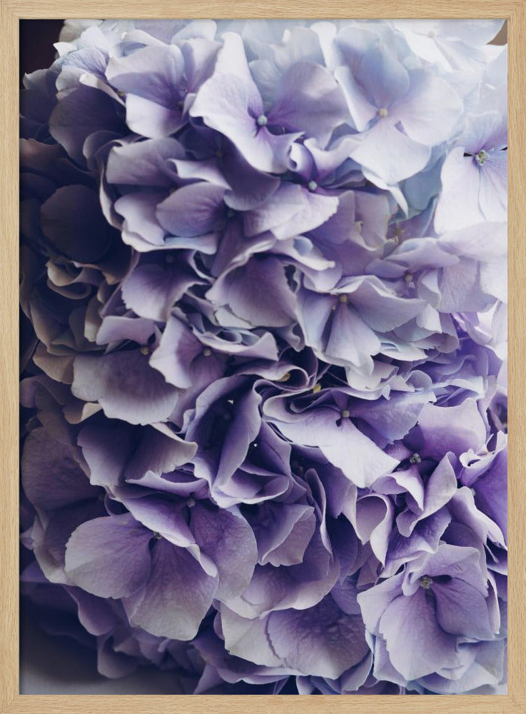 Vibrant Purple Hydrangea Flowers | Poster