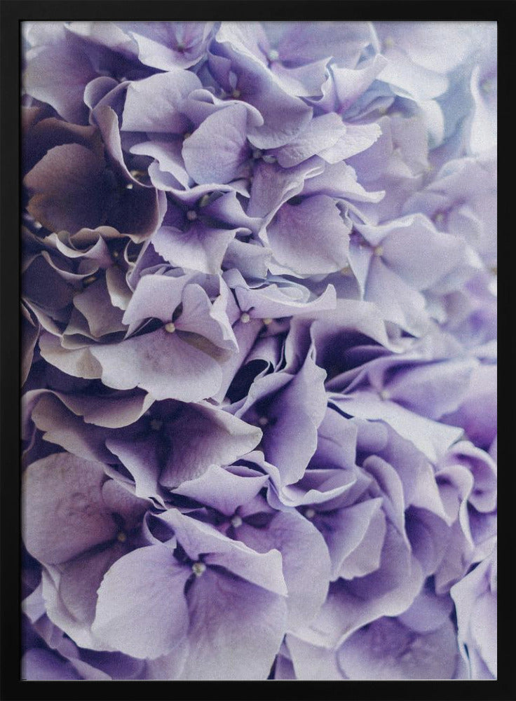 Vibrant Purple Hydrangea Flowers | Poster