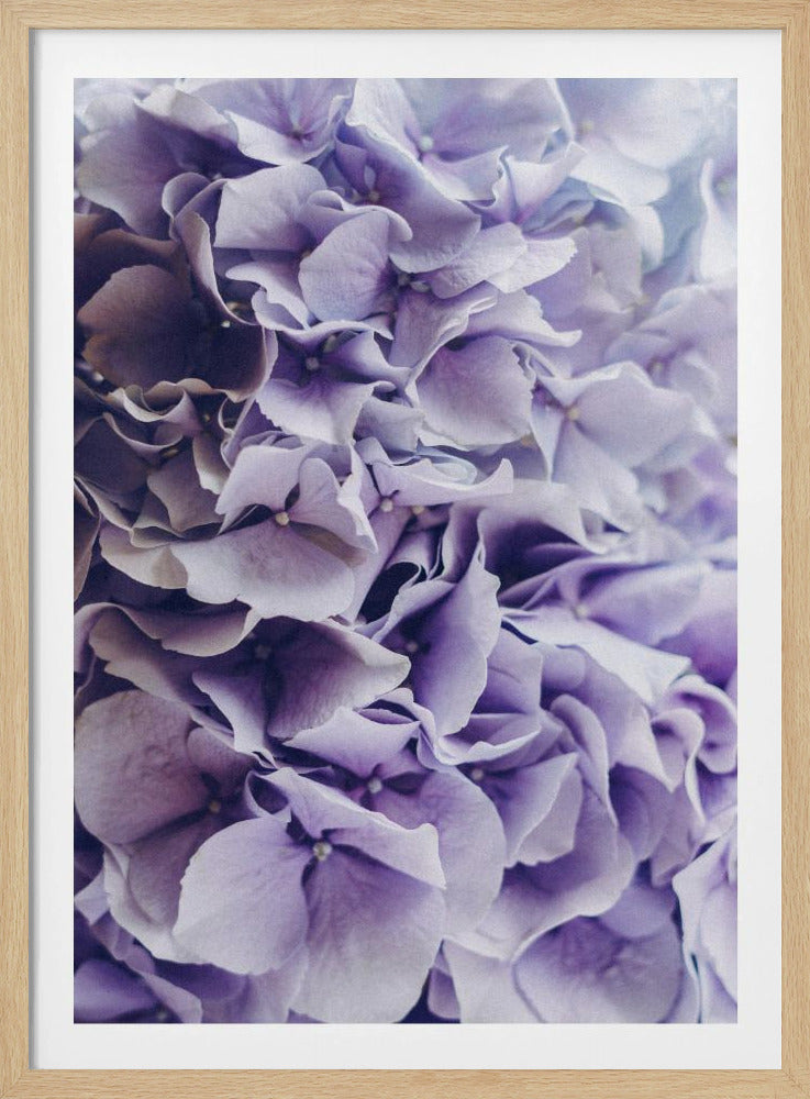 Vibrant Purple Hydrangea Flowers | Poster