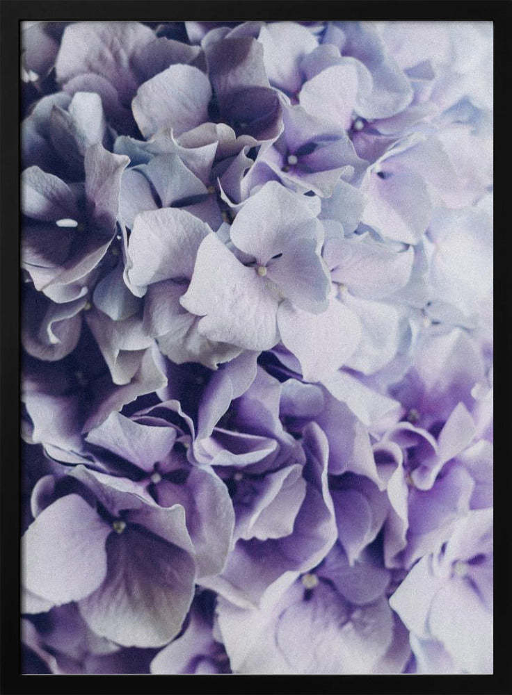 Vibrant Purple Hydrangea Flowers | Poster