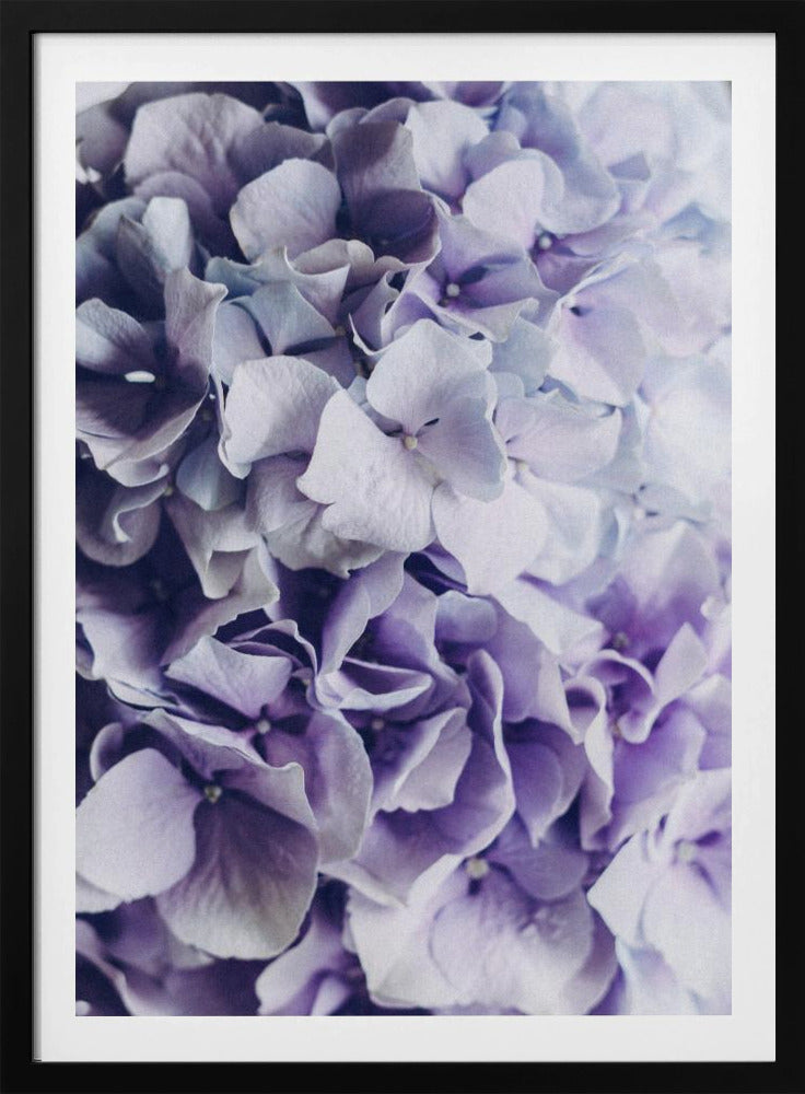 Vibrant Purple Hydrangea Flowers | Poster