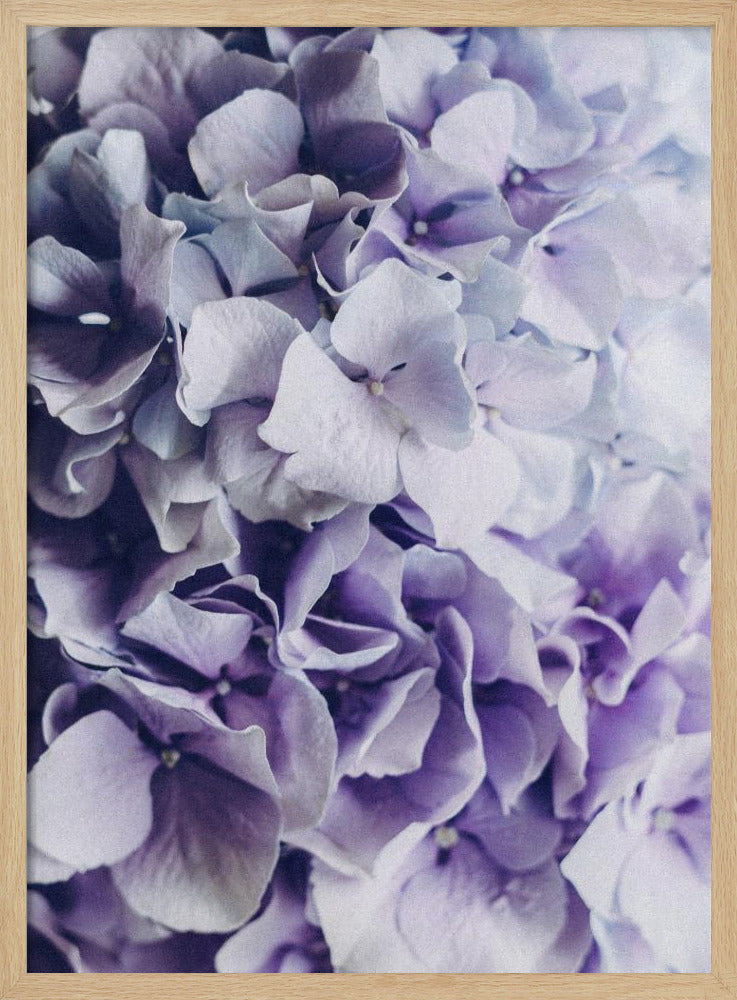 Vibrant Purple Hydrangea Flowers | Poster