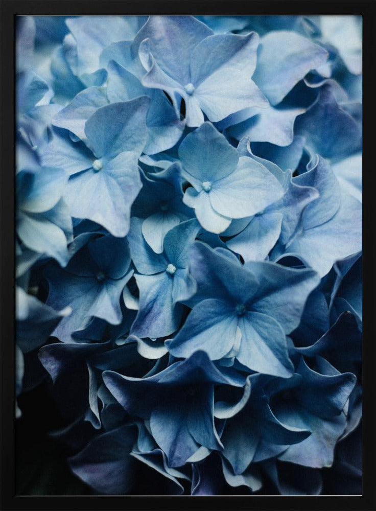 Leuchtend blaue Hortensien | Poster