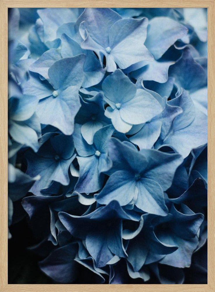 Leuchtend blaue Hortensien | Poster