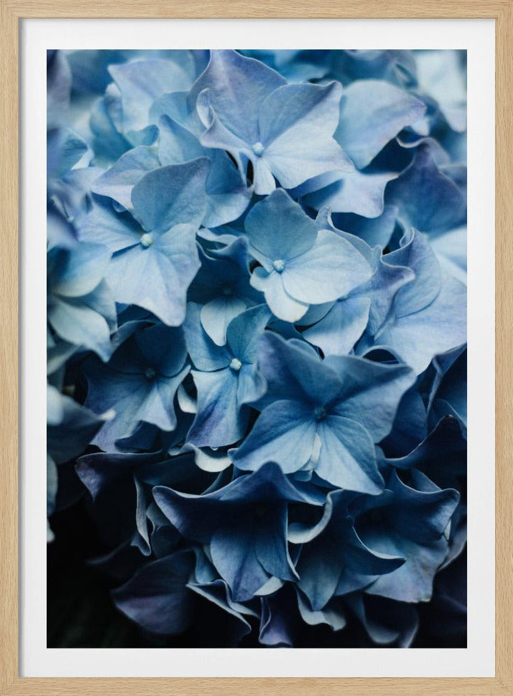 Leuchtend blaue Hortensien | Poster