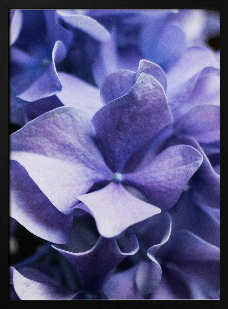 Delicate Purple Hydrangea Petals | Poster