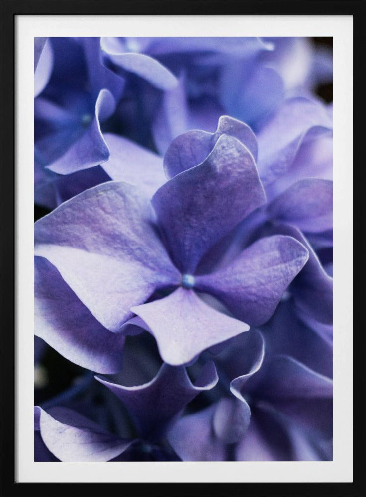 Delicate Purple Hydrangea Petals | Poster