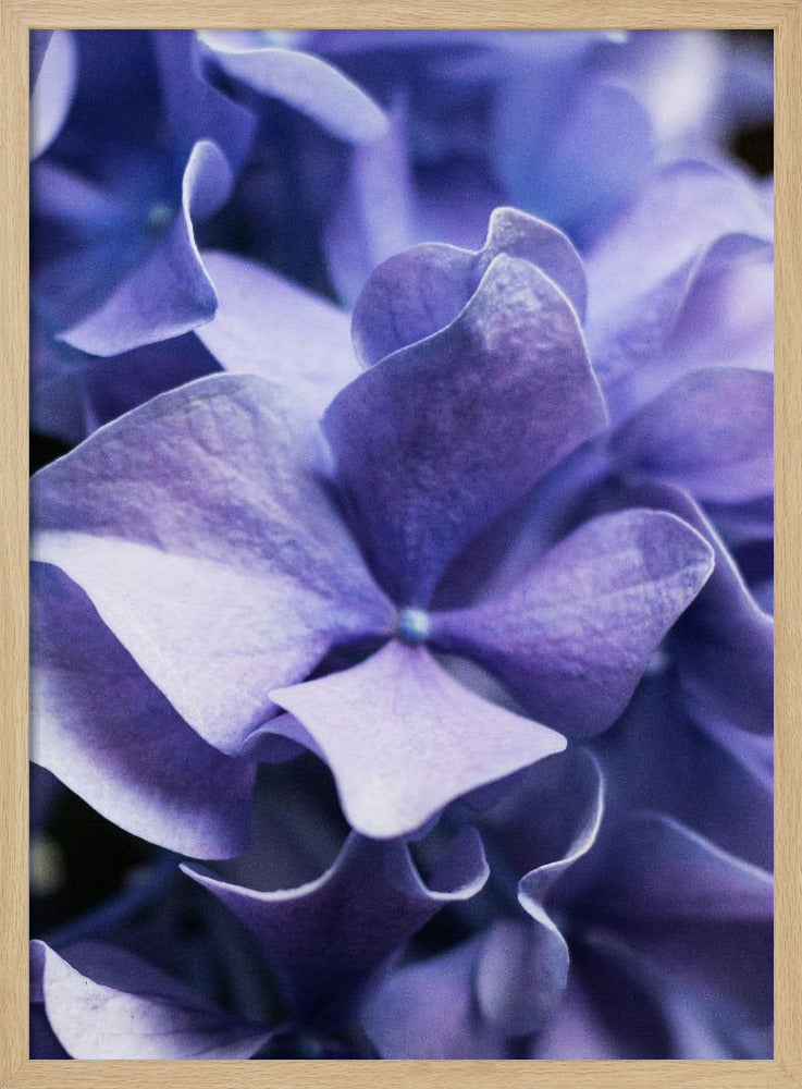 Delicate Purple Hydrangea Petals | Poster