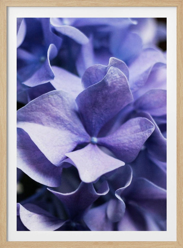 Delicate Purple Hydrangea Petals | Poster