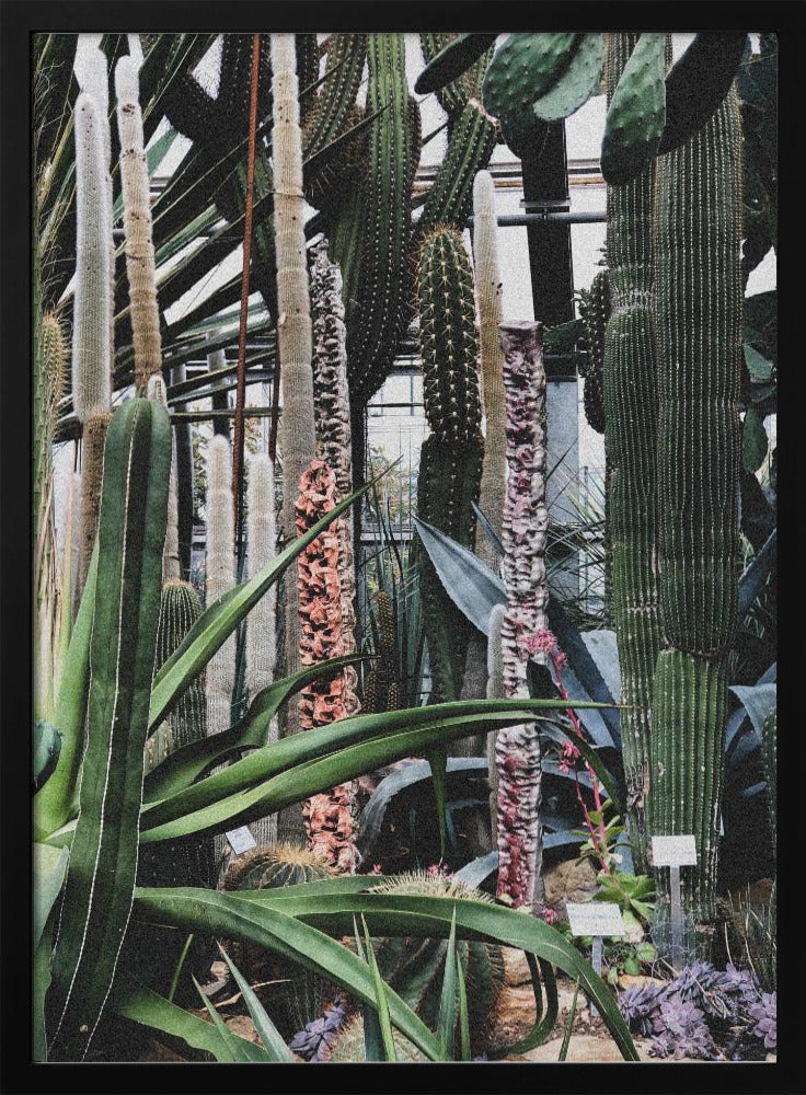 Cactus Sanctuary | Poster