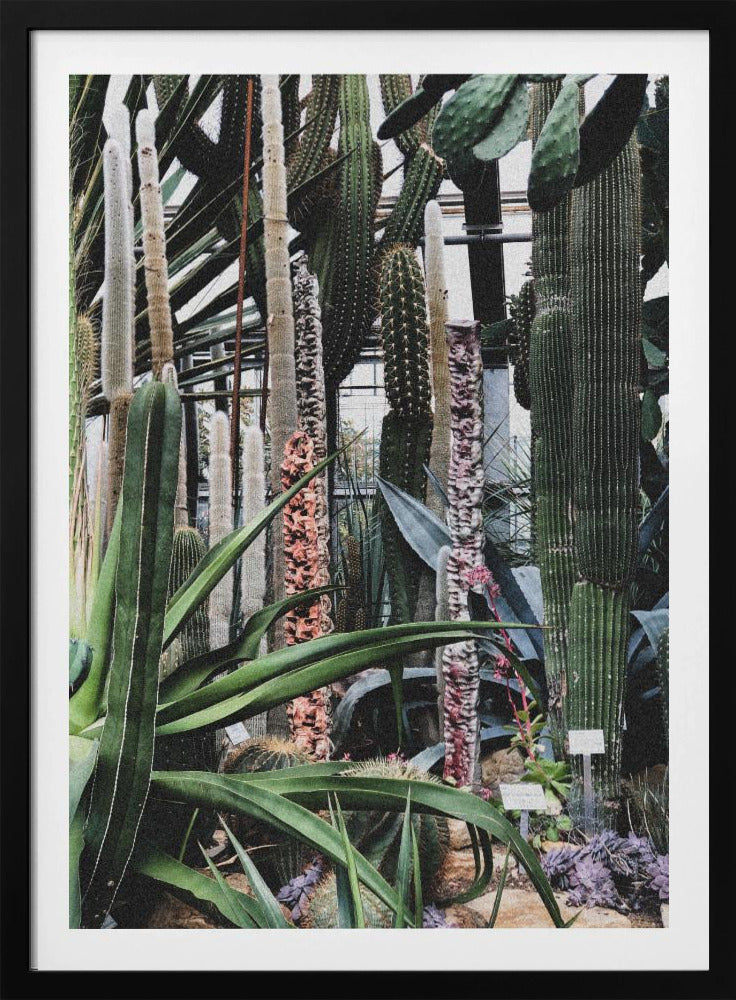 Cactus Sanctuary | Poster