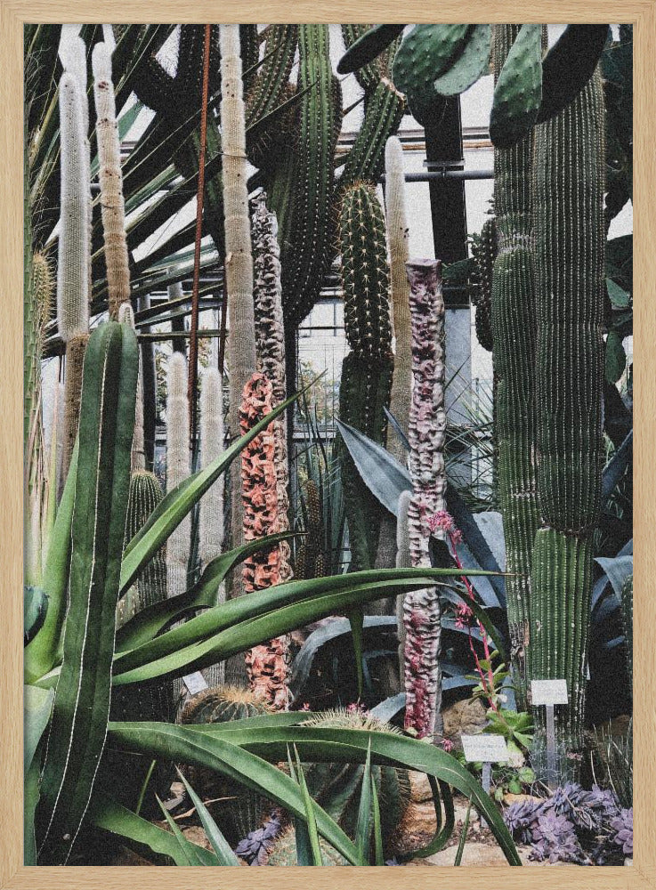Cactus Sanctuary | Poster