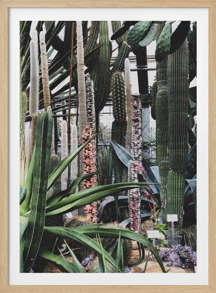 Cactus Sanctuary | Poster