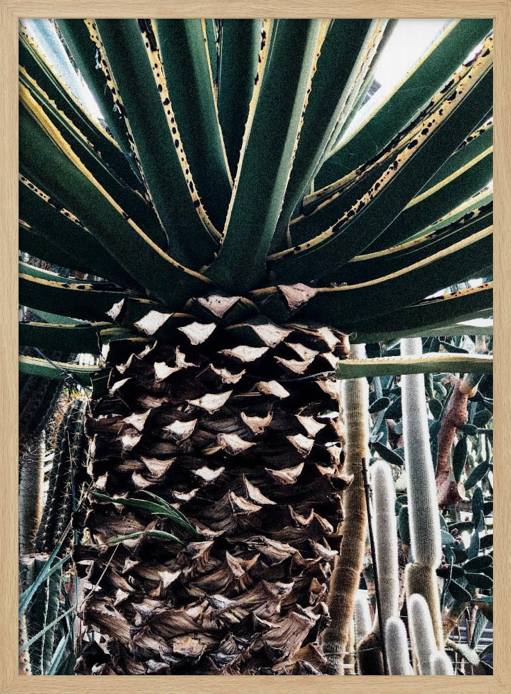 Kaktuspflanze | Poster