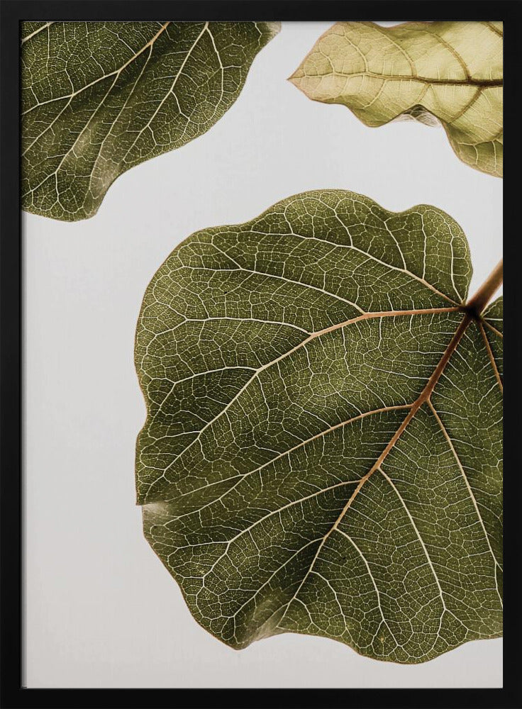 Leaf Vein Tapestry | Poster