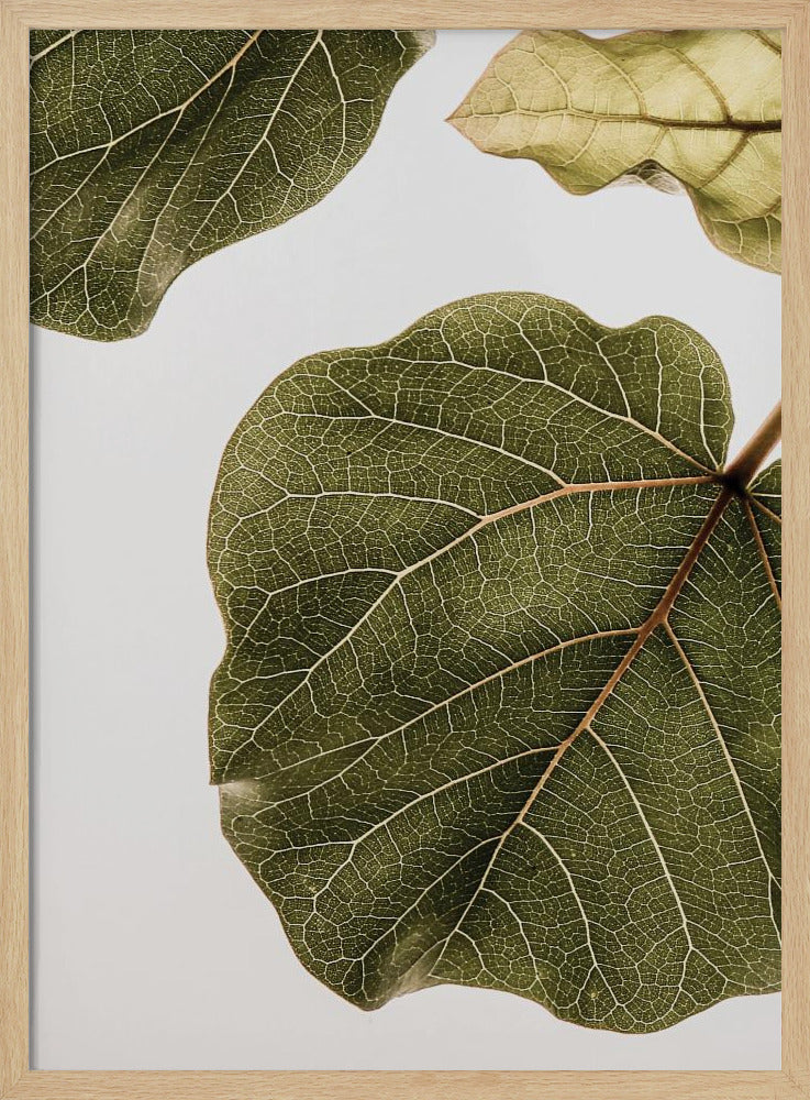 Leaf Vein Tapestry | Poster