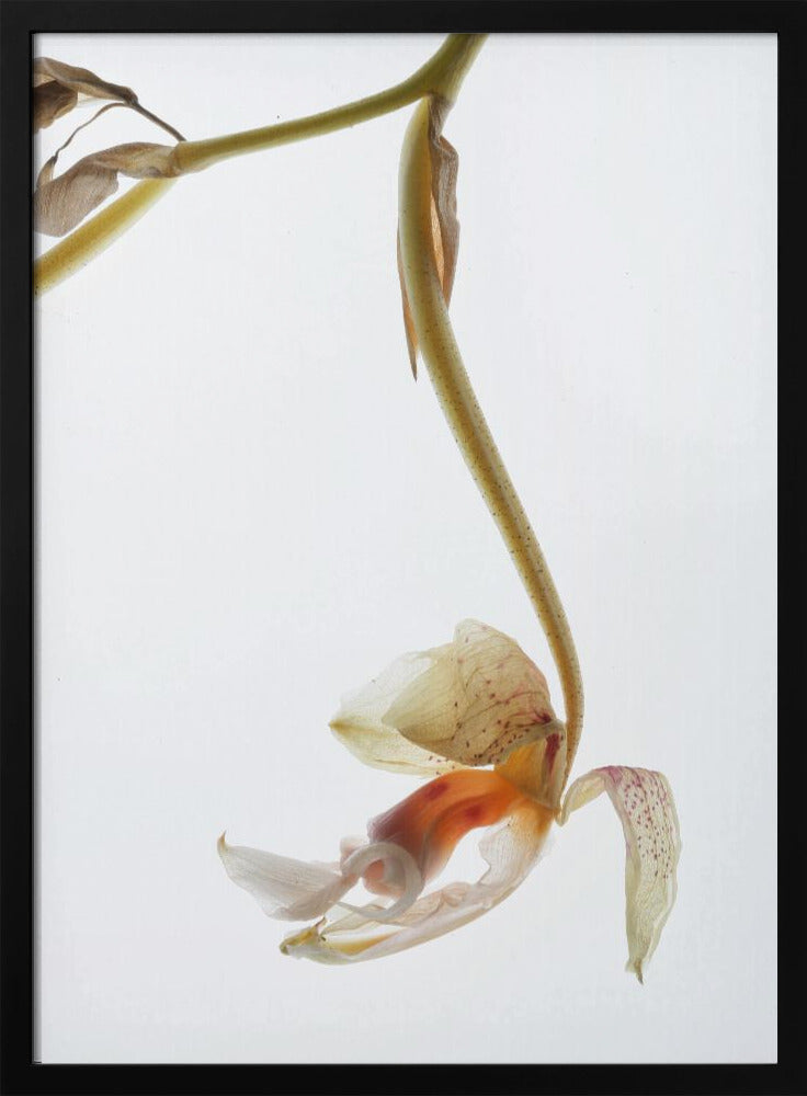 Eleganter Verfall | Poster