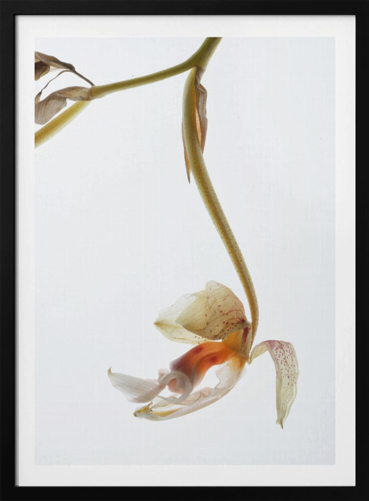 Eleganter Verfall | Poster