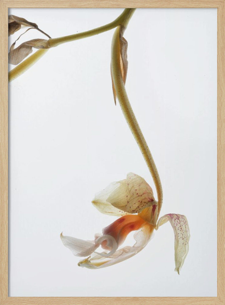 Eleganter Verfall | Poster