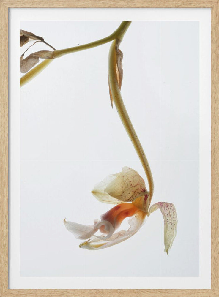Eleganter Verfall | Poster