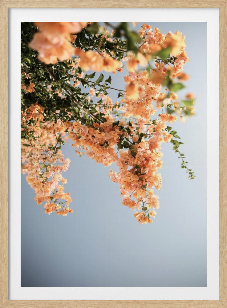 Goldener Blütentanz | Poster
