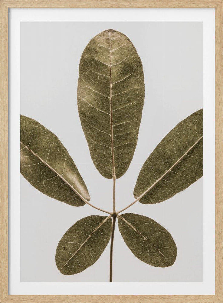 Fünfblättrige Harmonie | Poster