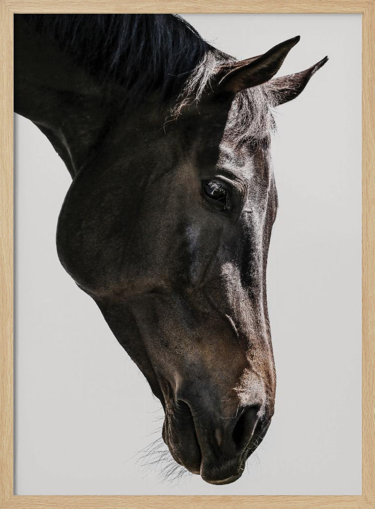 Sanfter Blick des Pferdes | Poster