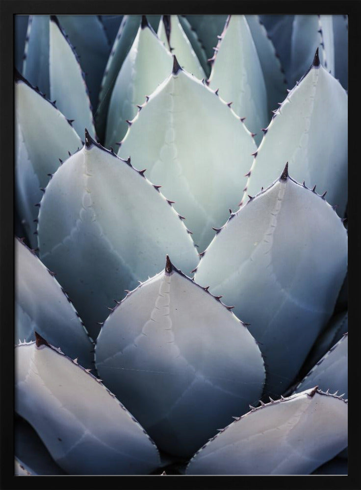 Agavengeometrie | Poster