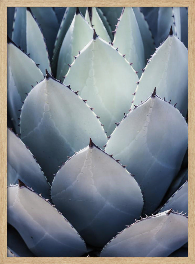 Agavengeometrie | Poster