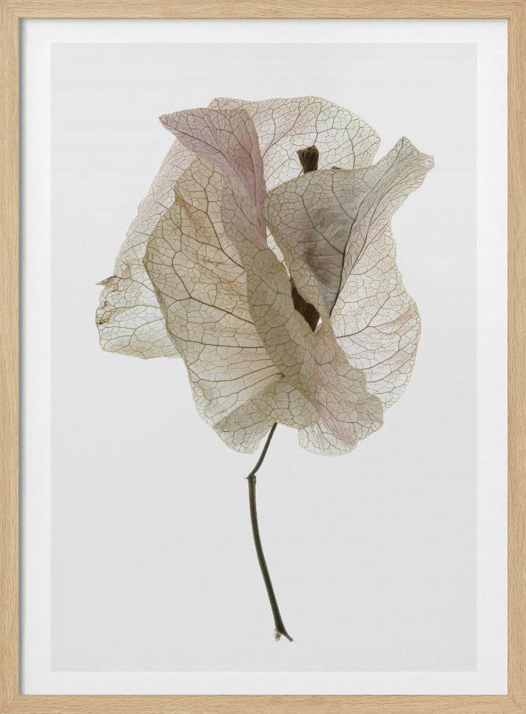 Petal Whisper | Poster
