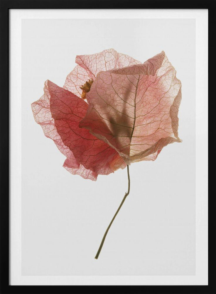 Petal Whisper | Poster