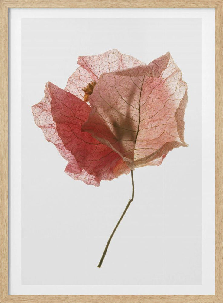 Petal Whisper | Poster