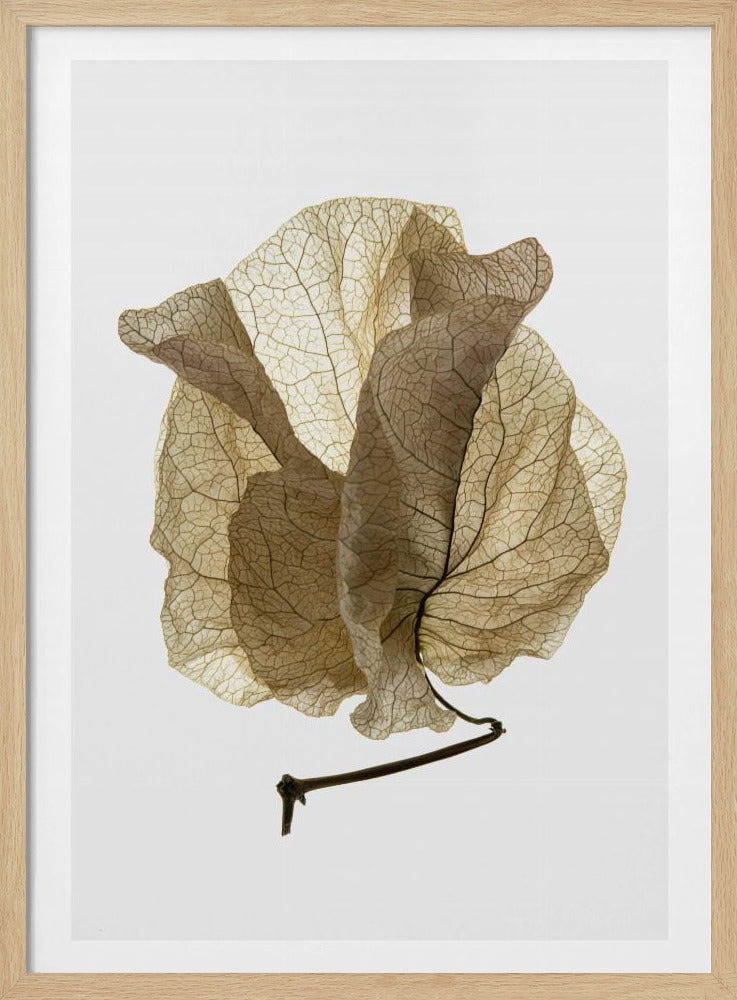 Flüsternde Blütenblätter | Poster