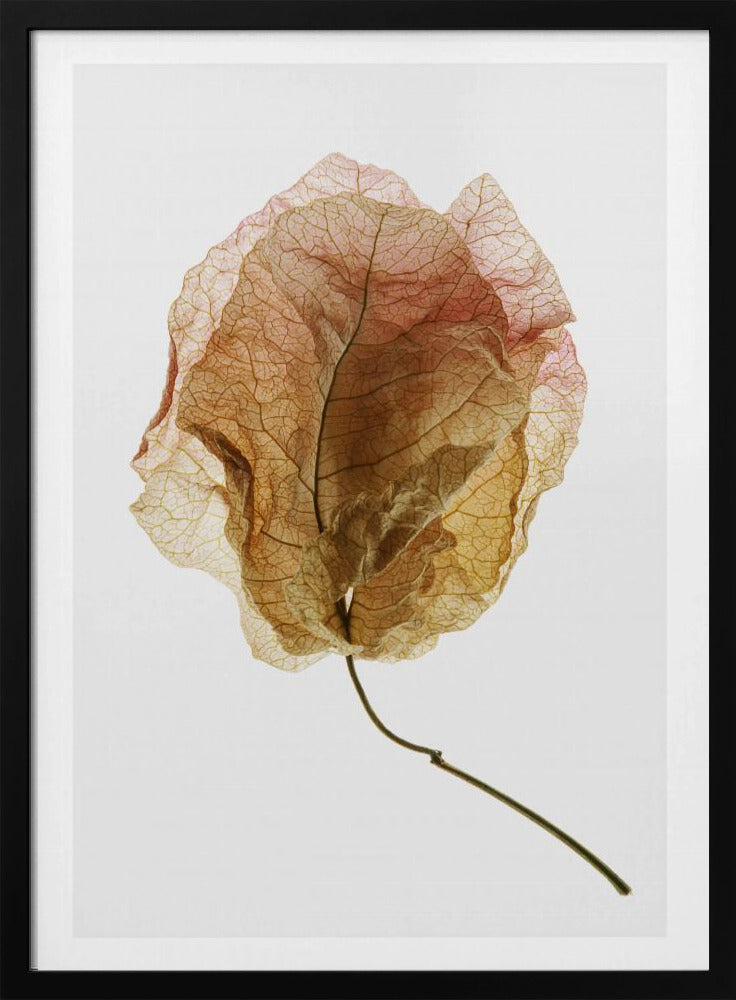 Veined Elegance | Poster