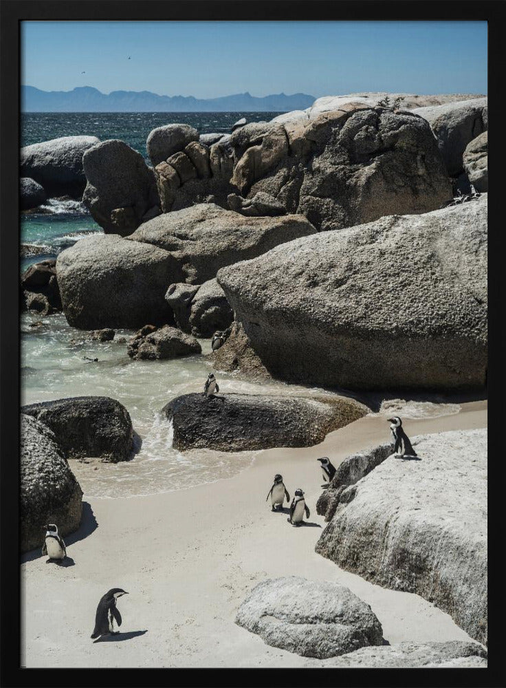 Penguin Cove Serenity | Poster