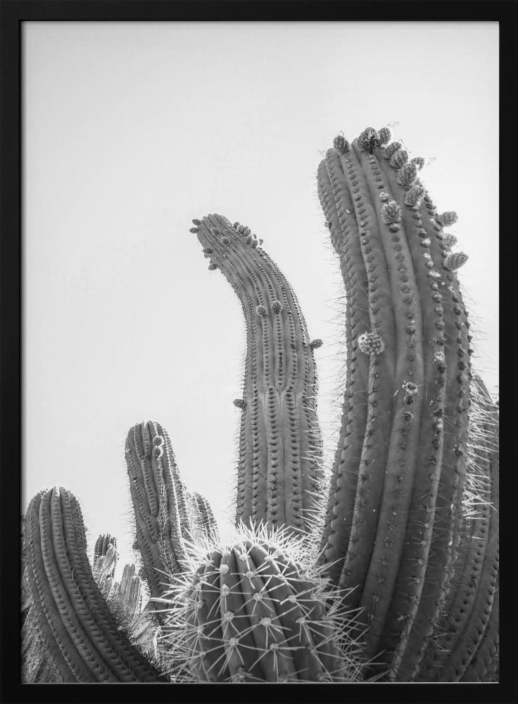 Desert Giants | Poster
