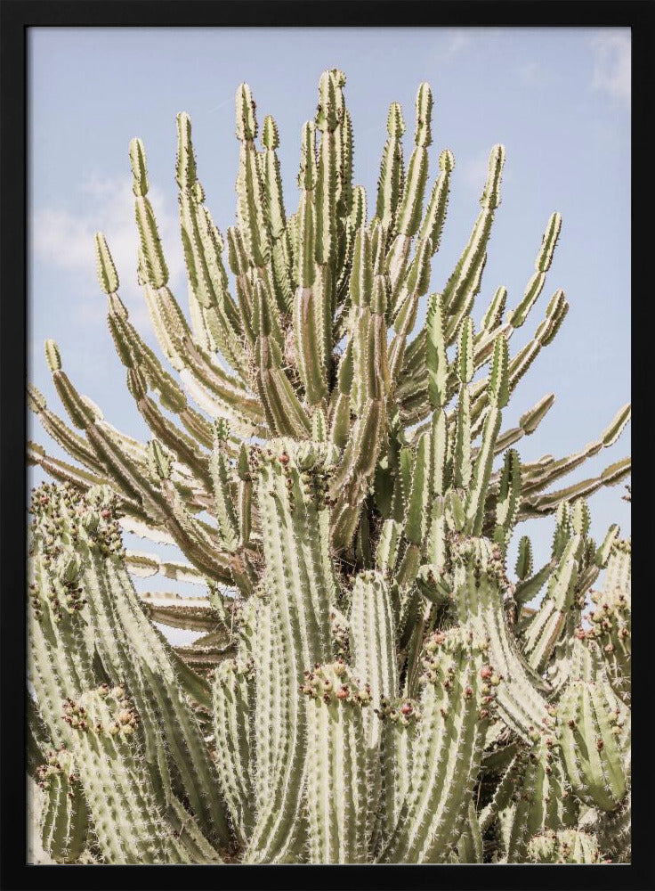 Cactus Symphony | Poster