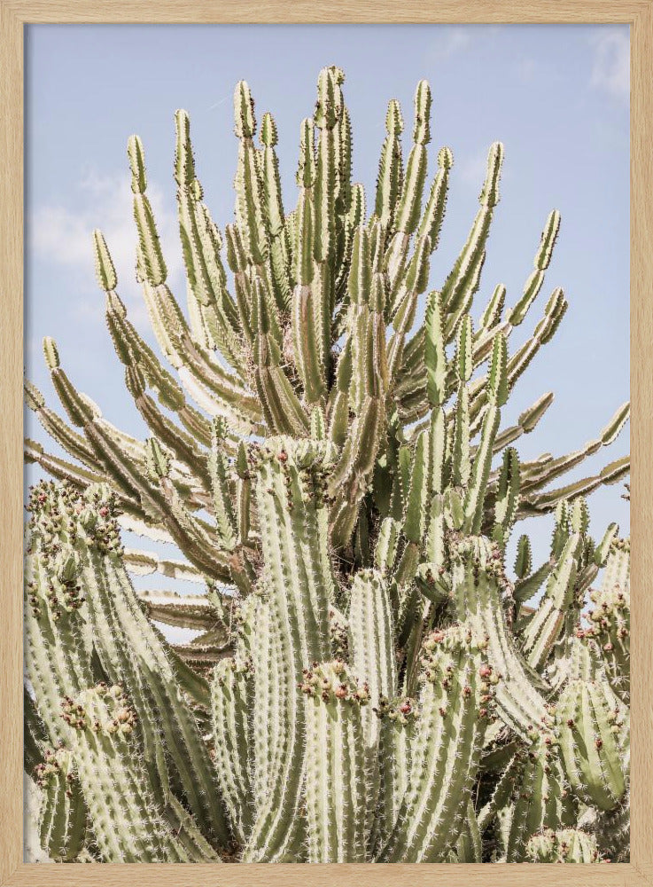 Cactus Symphony | Poster
