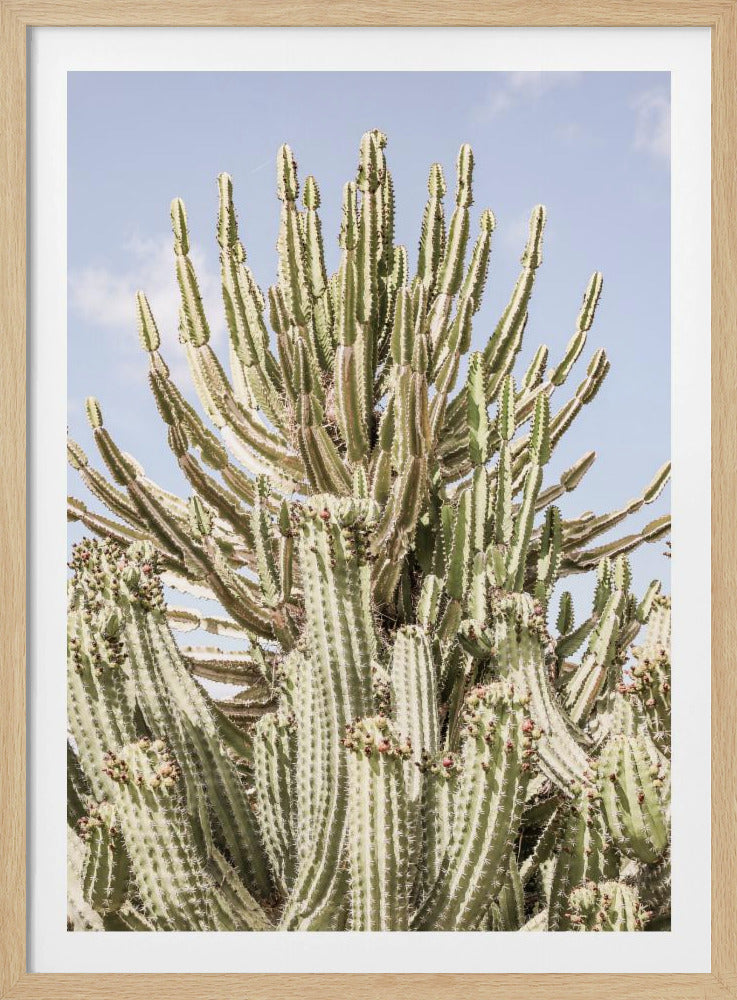 Cactus Symphony | Poster