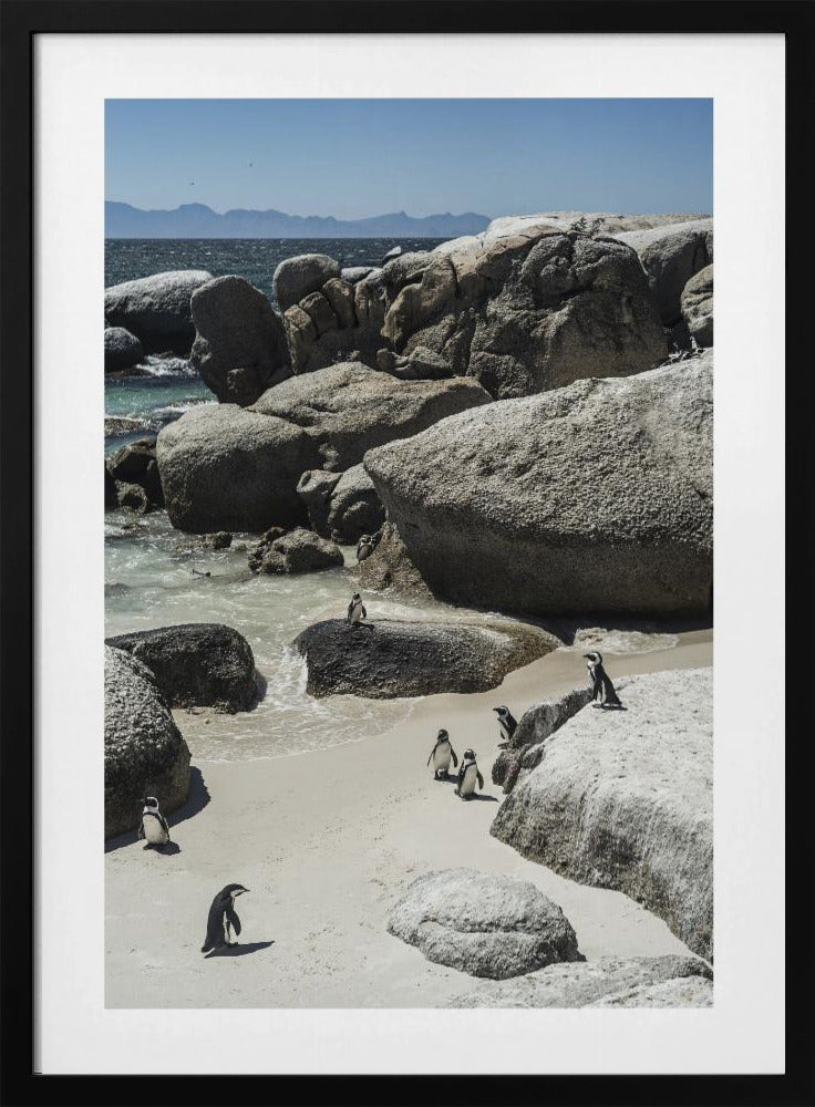 Küstenspaziergang der Pinguine | Poster