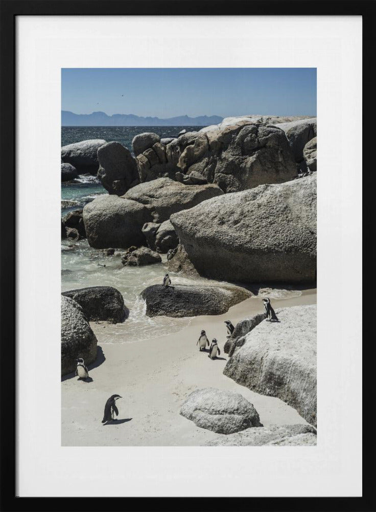 Küstenspaziergang der Pinguine | Poster