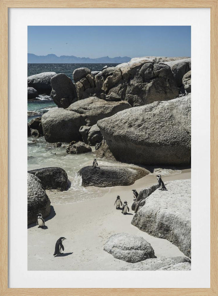 Küstenspaziergang der Pinguine | Poster