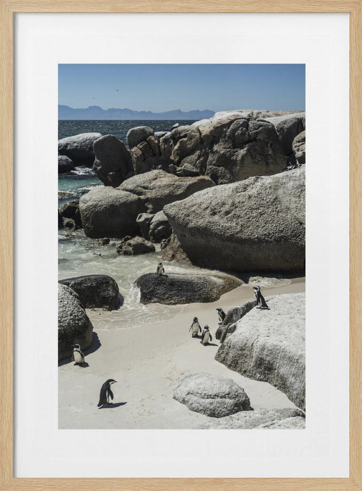 Küstenspaziergang der Pinguine | Poster