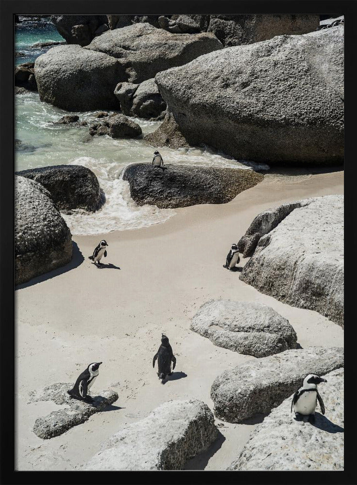 Pinguin-Strandspaziergang | Poster