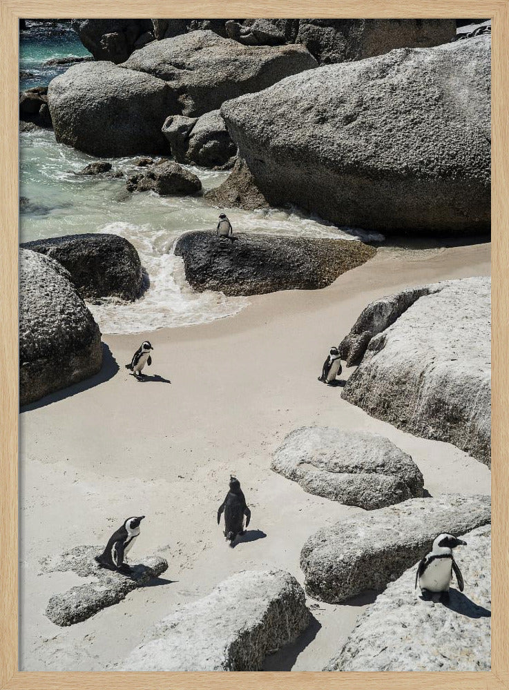 Pinguin-Strandspaziergang | Poster